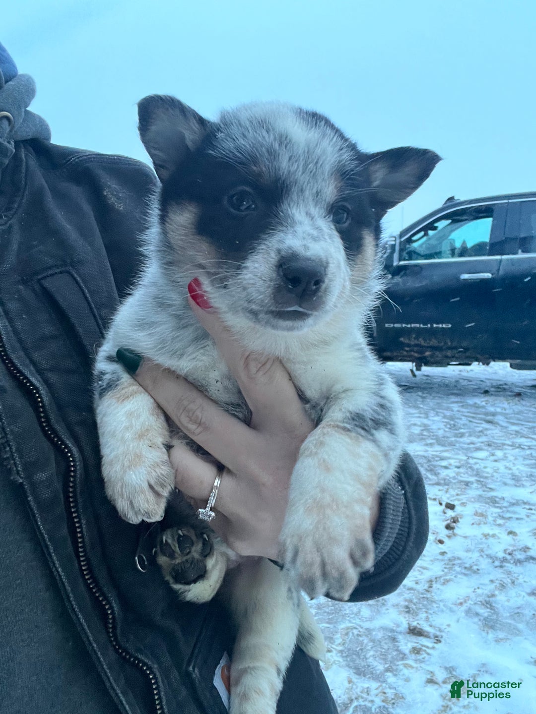Australian Cattle Dog dogs for sale: Kayla - Ad 3