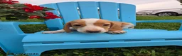 Beagle dogs for sale: Primrose - Ad 3