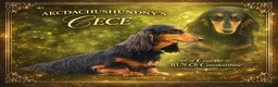 Miniature Dachshund dogs for sale: Grand Champion sired - Ad 5