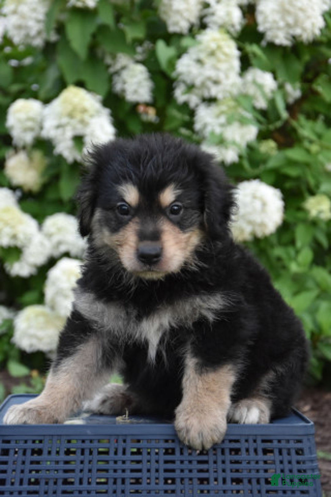Mixed Breed dogs for sale: Tony - Ad 2