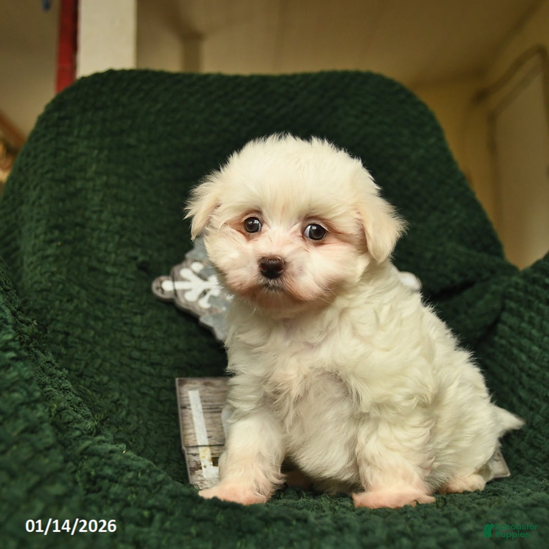 Maltese dogs for sale: Lucy  - Ad 2