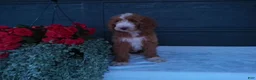 Goldendoodle dogs for sale: Ginger  - Ad 1