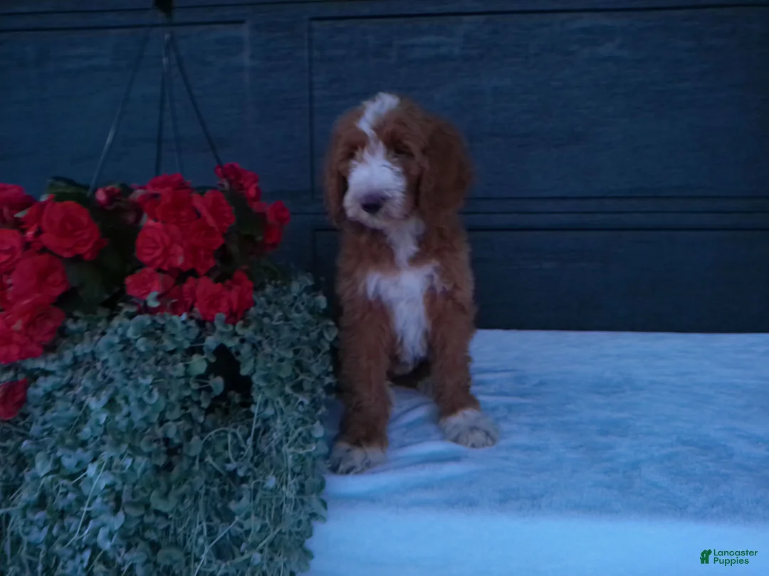Goldendoodle dogs for sale: Ginger  - Ad 1