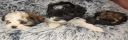 Shihpoo dogs for sale: Shihpoo 5 - Ad 1