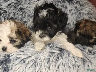Shihpoo dogs Shihpoo 5 - Ad 27