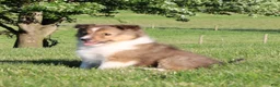 Shetland Sheepdog dogs for sale: Lacey  - Ad 5