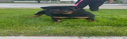 Rottweiler dogs for sale: Rottweiler Puppy 3 - Ad 14