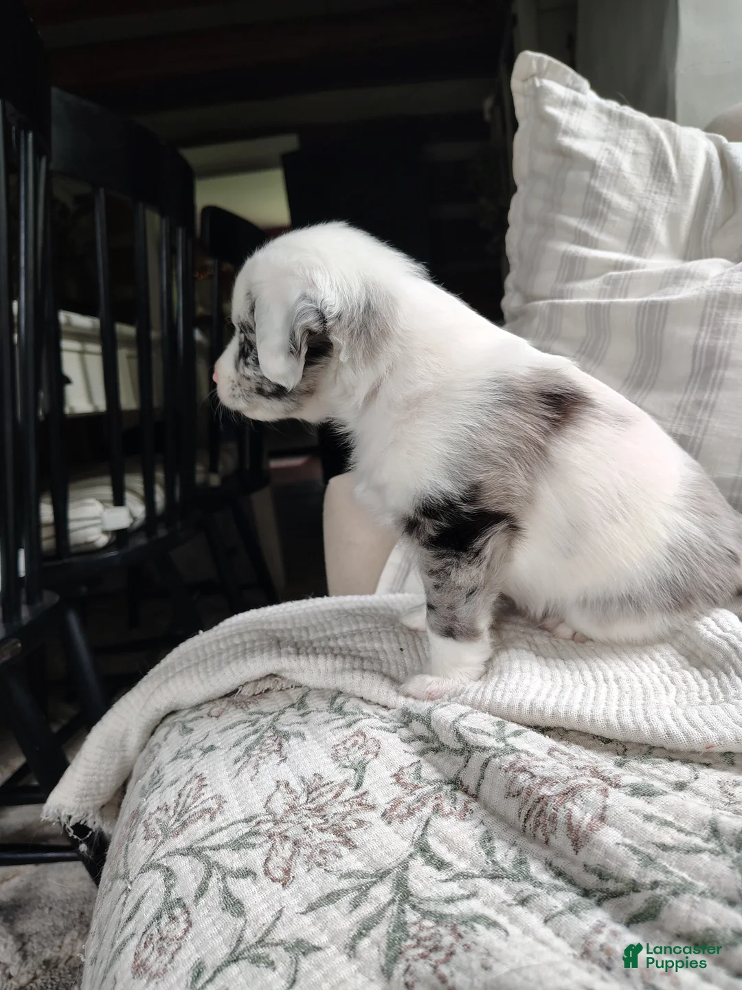 Australian Shepherd dogs for sale: Mash/male Australian Shepherd  - Ad 1