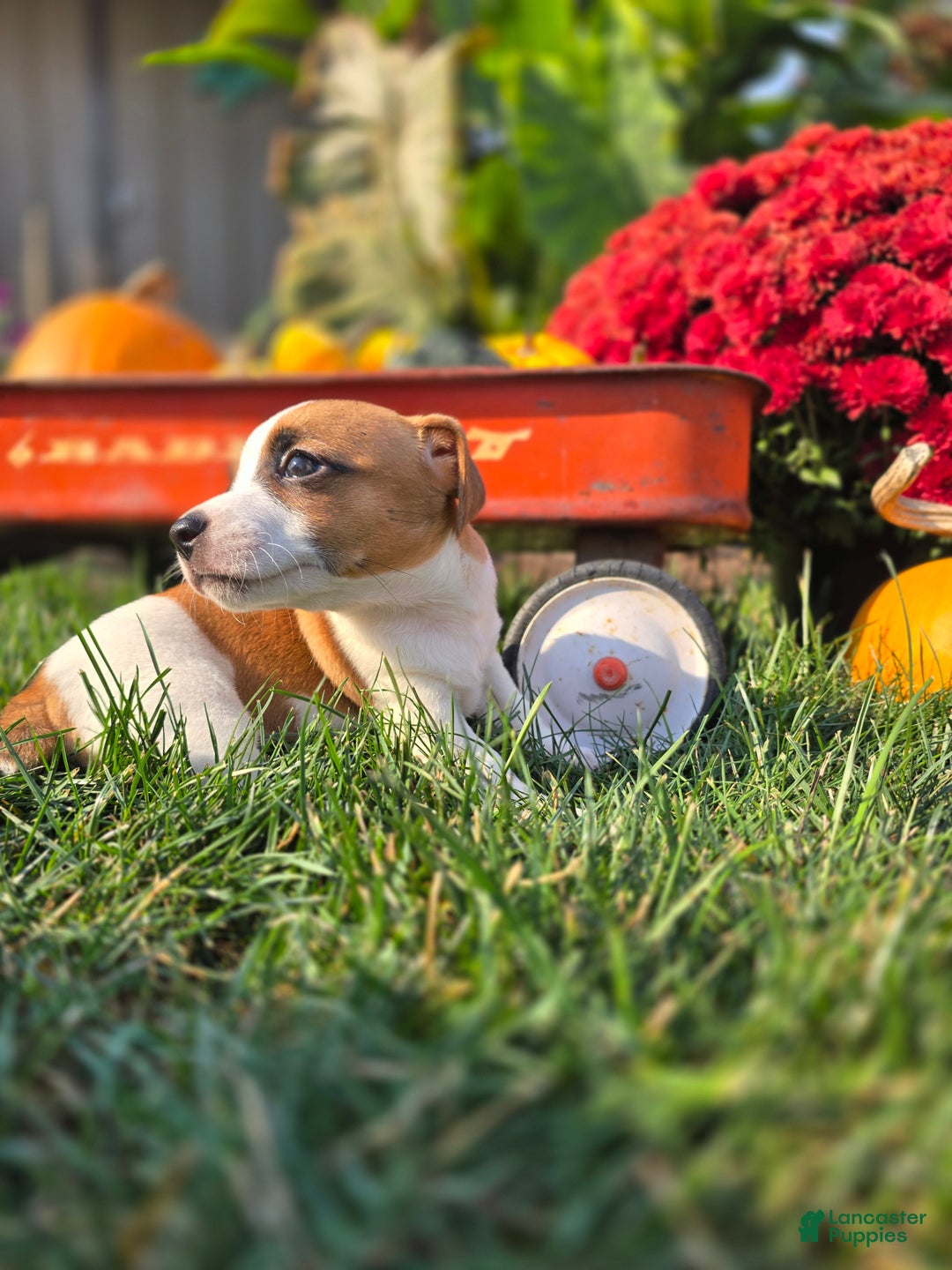 Jack Russell Terrier dogs for sale: Walter - Ad 8