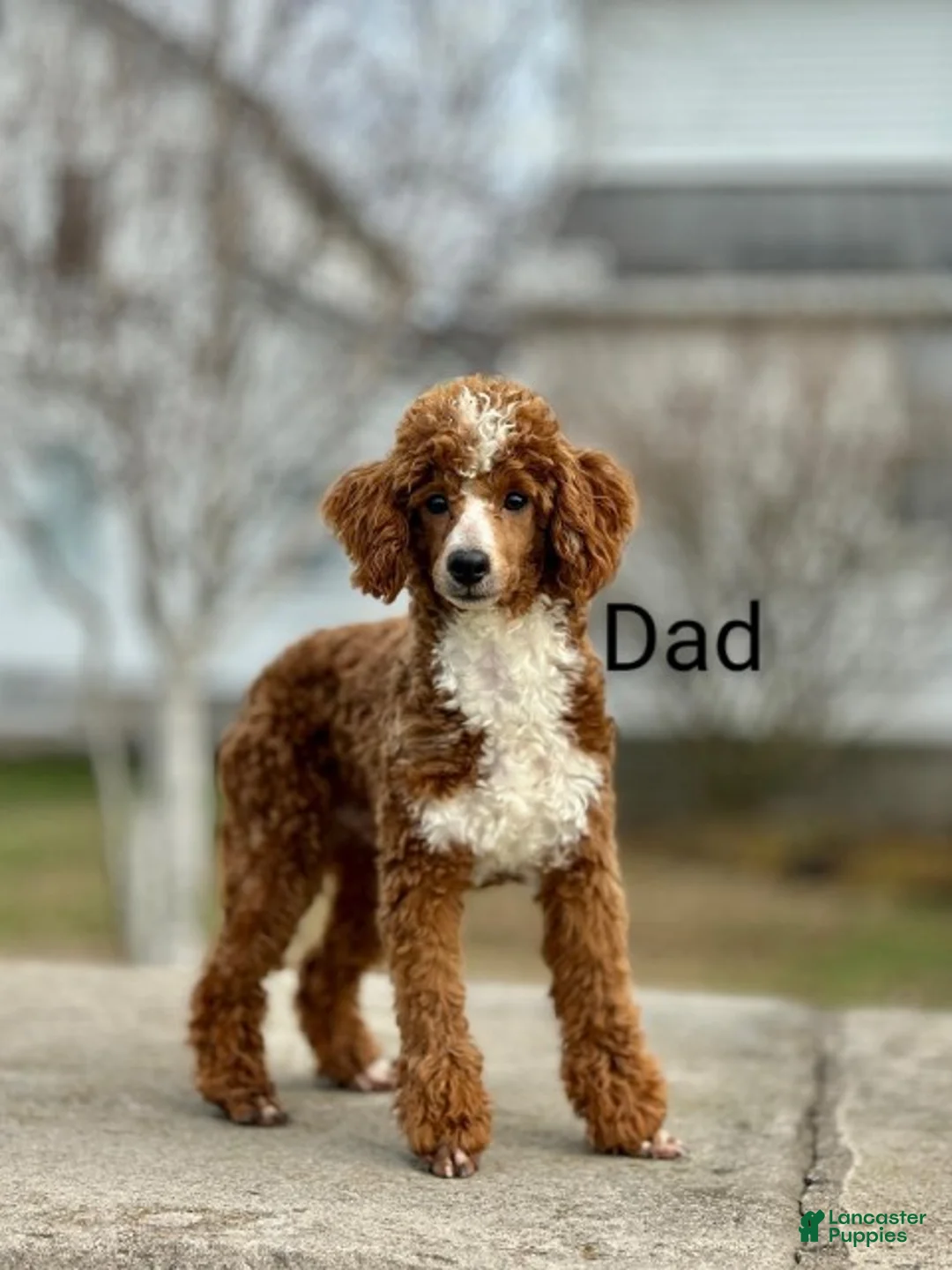 Mini Goldendoodle dogs for sale: Thomas 💙 Micro Miniature - Ad 36