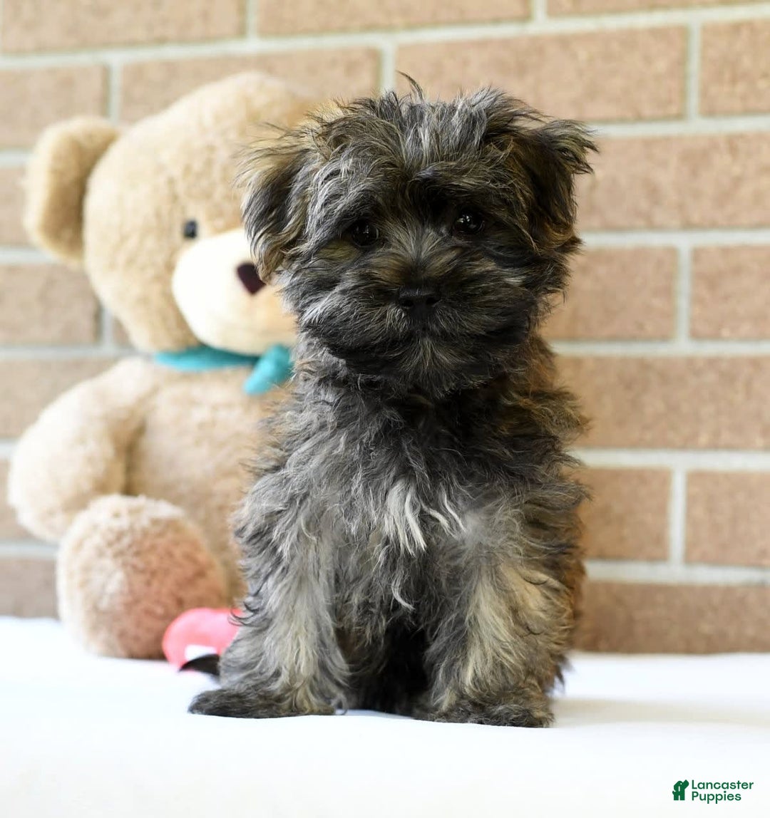 Morkie dogs for sale: Dallas - Ad 6