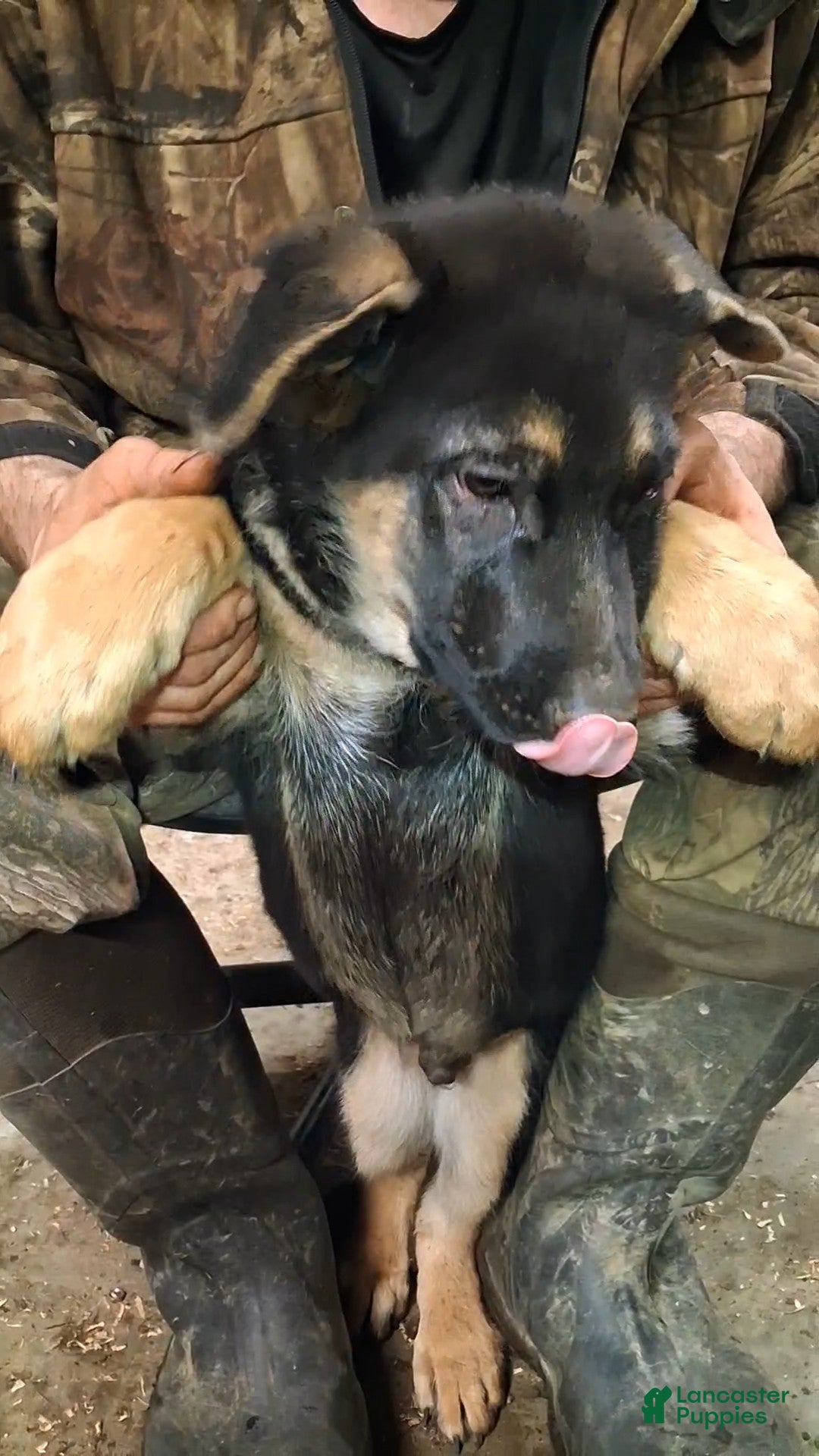 German Shepherd dogs for sale: German Shepherd Puppy 4 - Ad 3