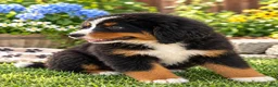 Bernese Mountain Dog dogs for sale: Blane Male ICA Bernese Mountain Dog - Ad 2