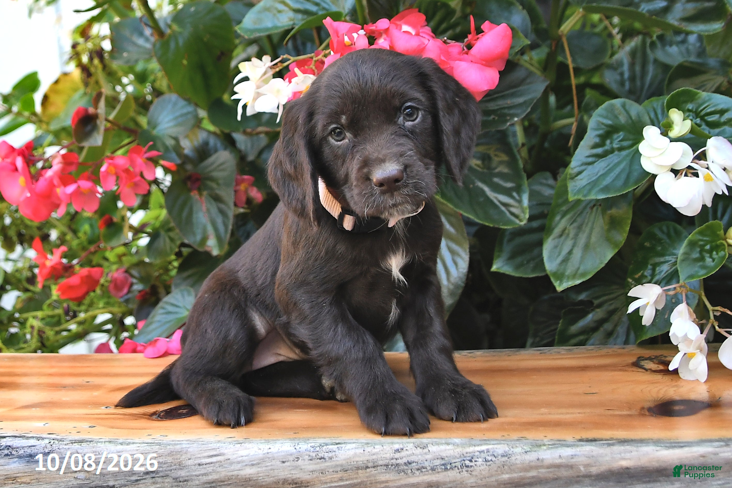 Emily (Cocker Spaniel, Female) in Shiloh, OH