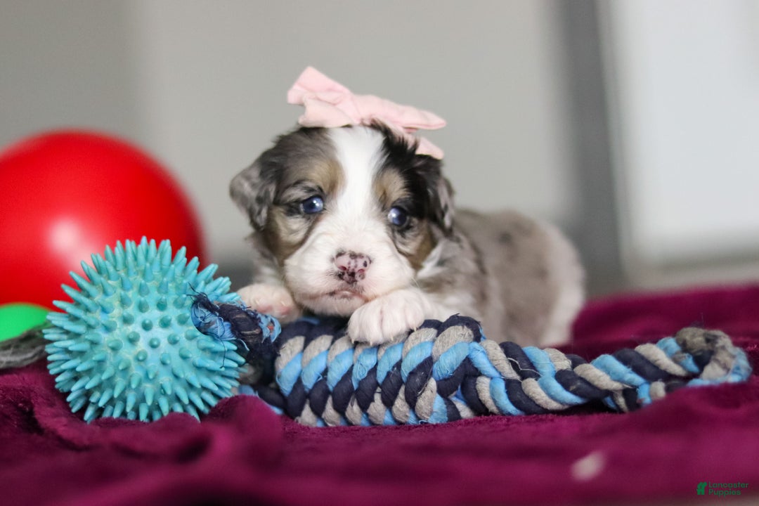 Mini Bernedoodle dogs for sale: Juliet - Ad 4