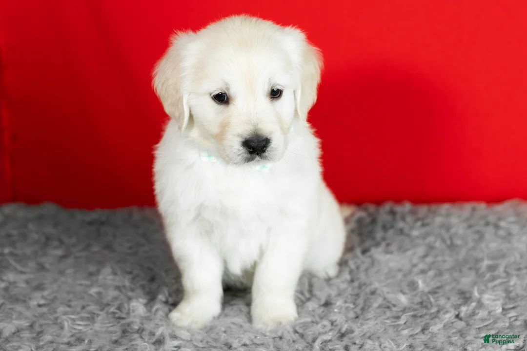 Golden Retriever dogs for sale: Bear - Ad 4