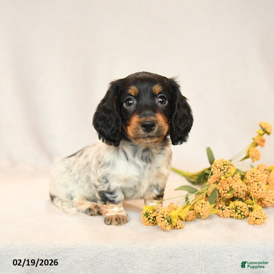 Miniature Dachshund dogs Baxter - Ad 2