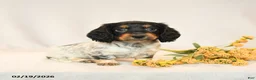 Miniature Dachshund dogs for sale: Baxter - Ad 2