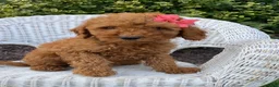 Mini Goldendoodle dogs for sale: Ella- mini/petite - Ad 1