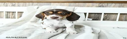 Beagle dogs for sale: Buddy - Ad 3
