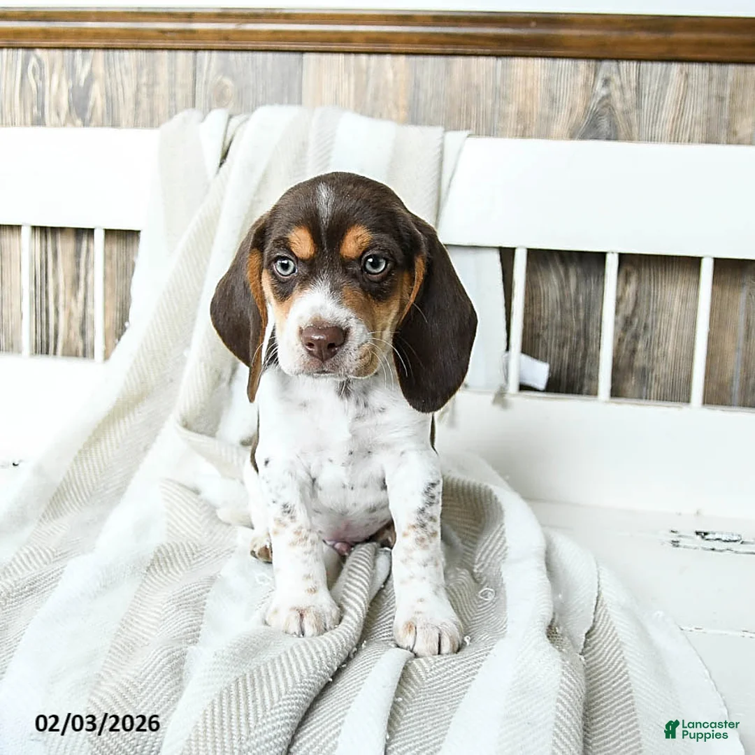 Beagle dogs for sale: Buddy - Ad 3