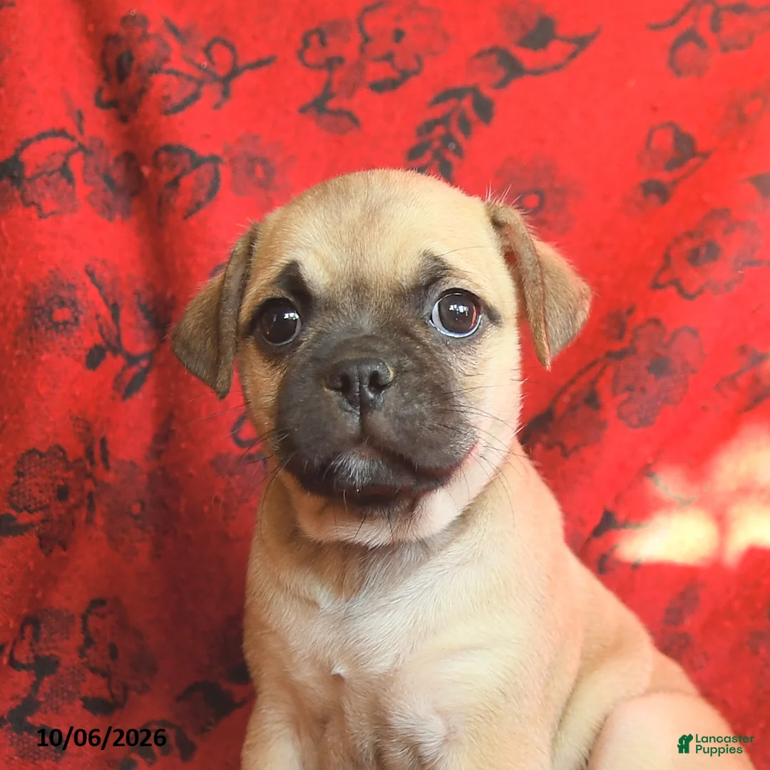 Mixed Breed dogs for sale: Polly - Ad 3
