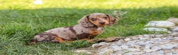 Miniature Dachshund dogs for sale: Buddy - Ad 4