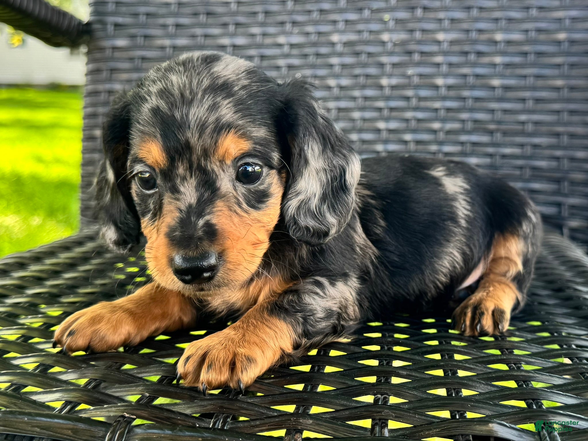 Dachshund dogs Dexter - Ad 2