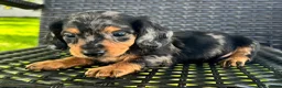 Dachshund dogs for sale: Dexter - Ad 2
