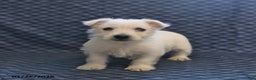 West Highland Terrier dogs for sale: Happy - Ad 4