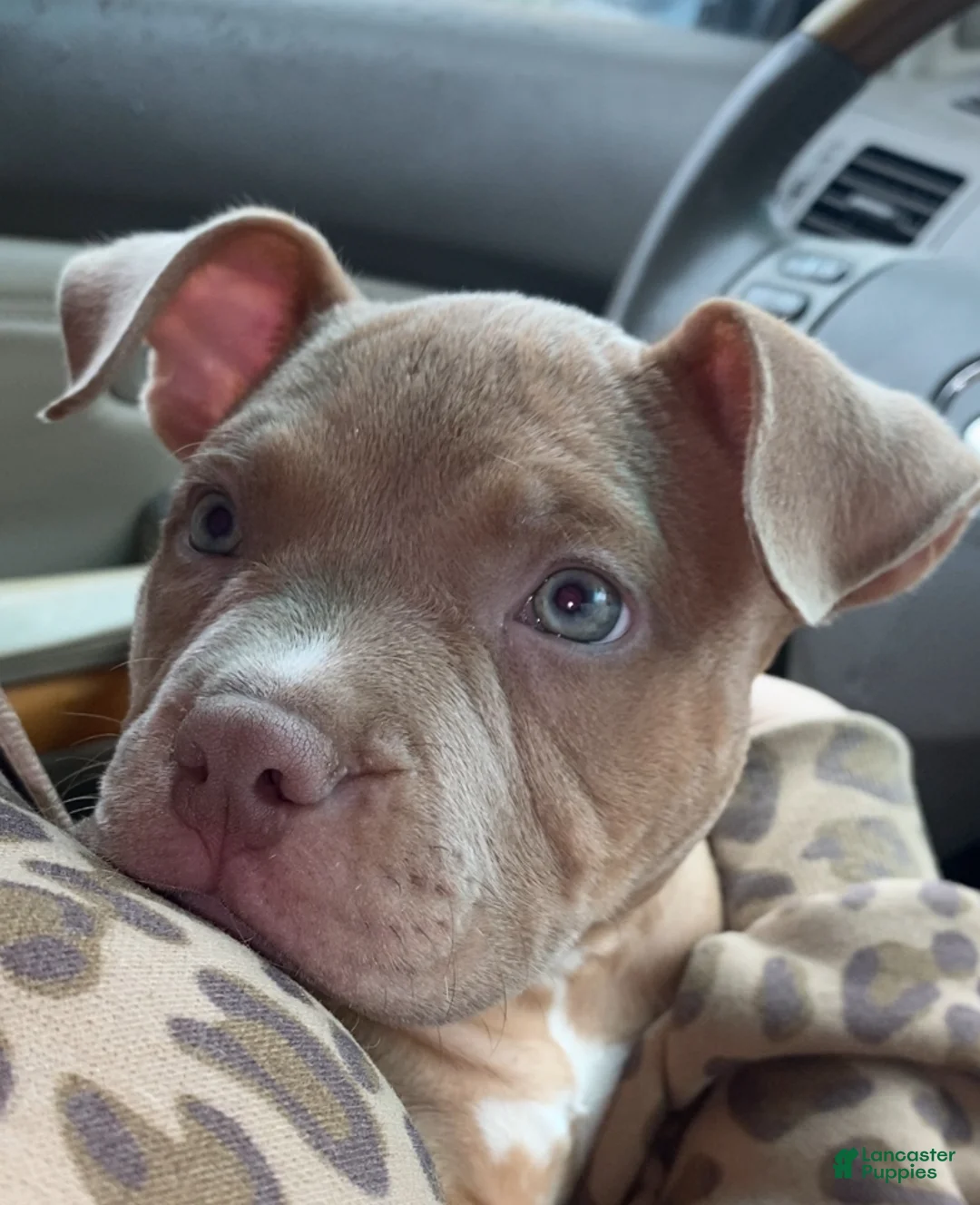 American Bully dogs for sale: Sunny - Ad 1