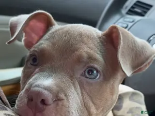 American Bully dogs Sunny - Ad 11