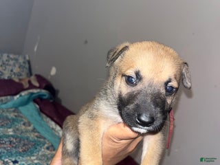 Mixed Breed dogs JAXX - Ad 9