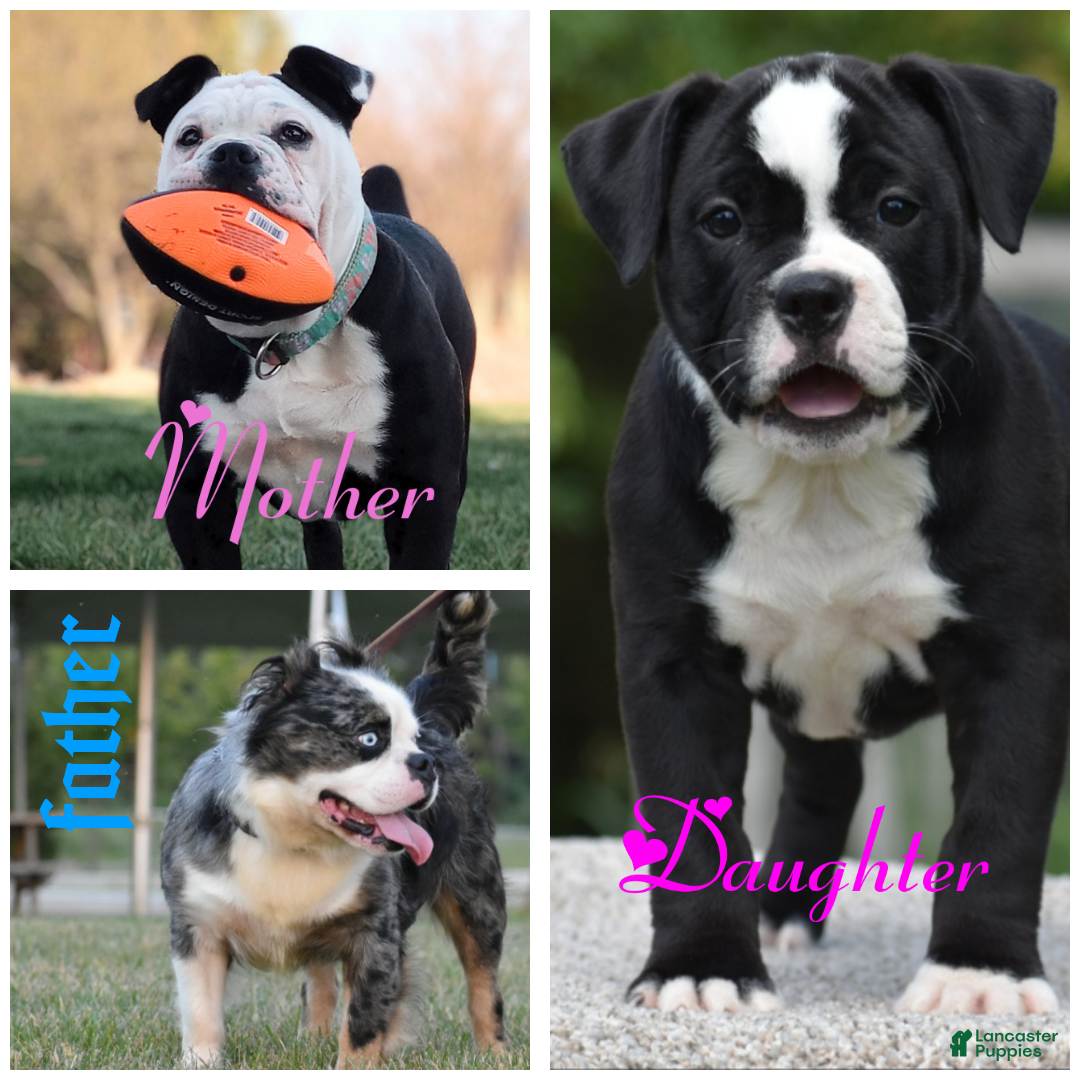 Mixed Breed dogs for sale: Prettia bully bulldog hybrid  - Ad 39