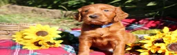 Mixed Breed dogs for sale: Rocky - Irish Goldendoodle  - Ad 23