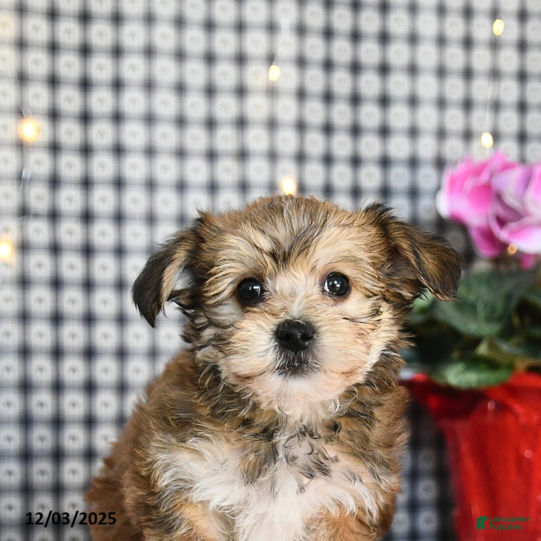 Morkie dogs for sale: Tinsel - Ad 4