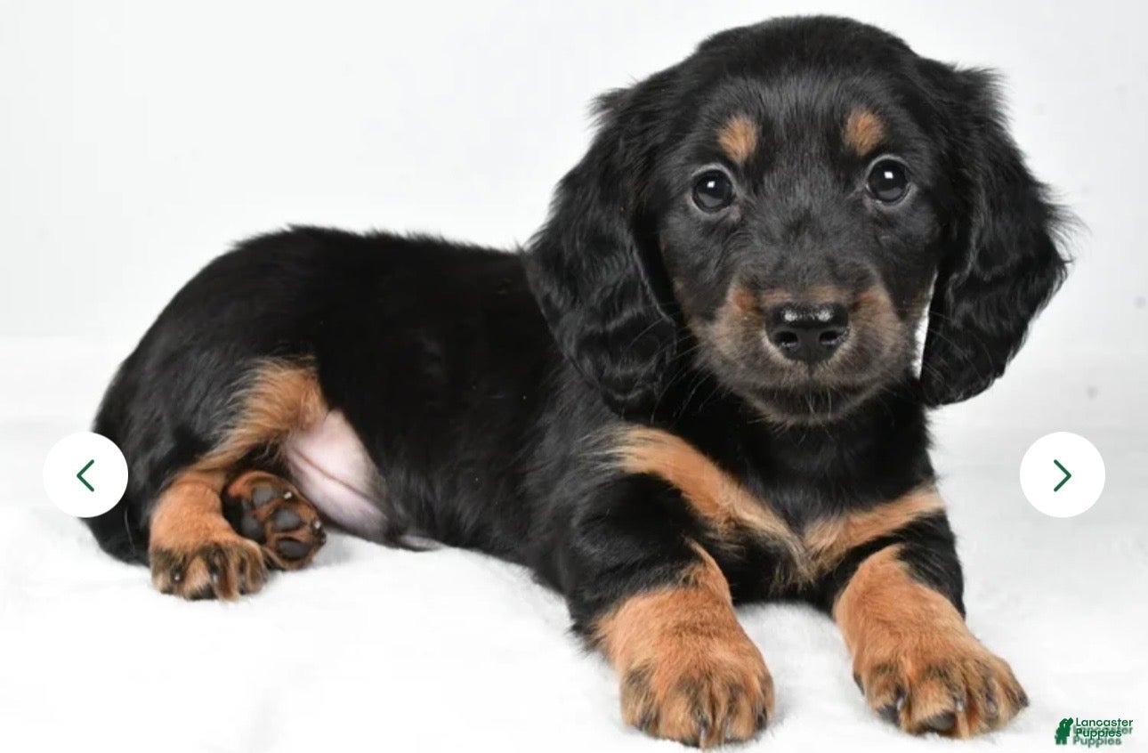 Miniature Dachshund dogs Dante - Ad 33