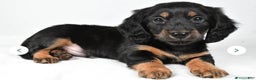 Miniature Dachshund dogs for sale: Dante - Ad 1