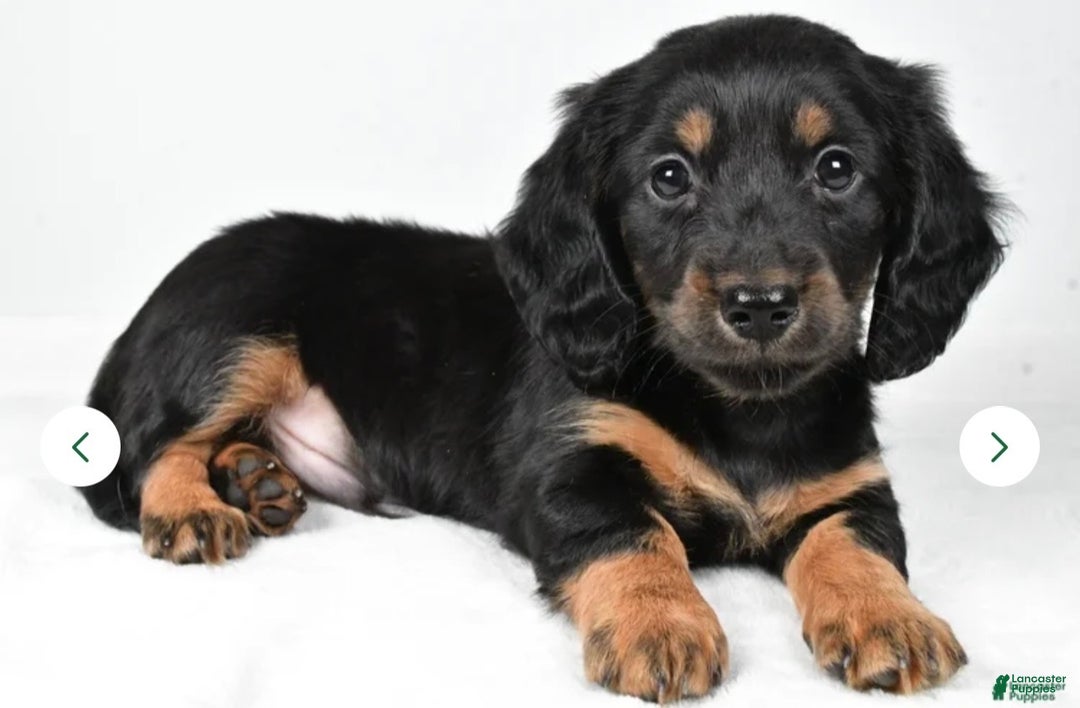 Miniature Dachshund dogs for sale: Dante - Ad 1
