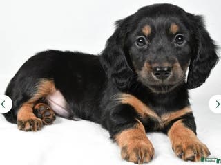 Miniature Dachshund dogs Dante - Ad 33
