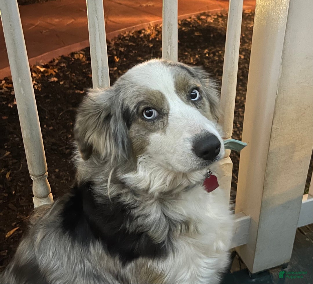 Australian Shepherd dogs for sale: Australian Shepherd Puppy - Tan Collar - Ad 7