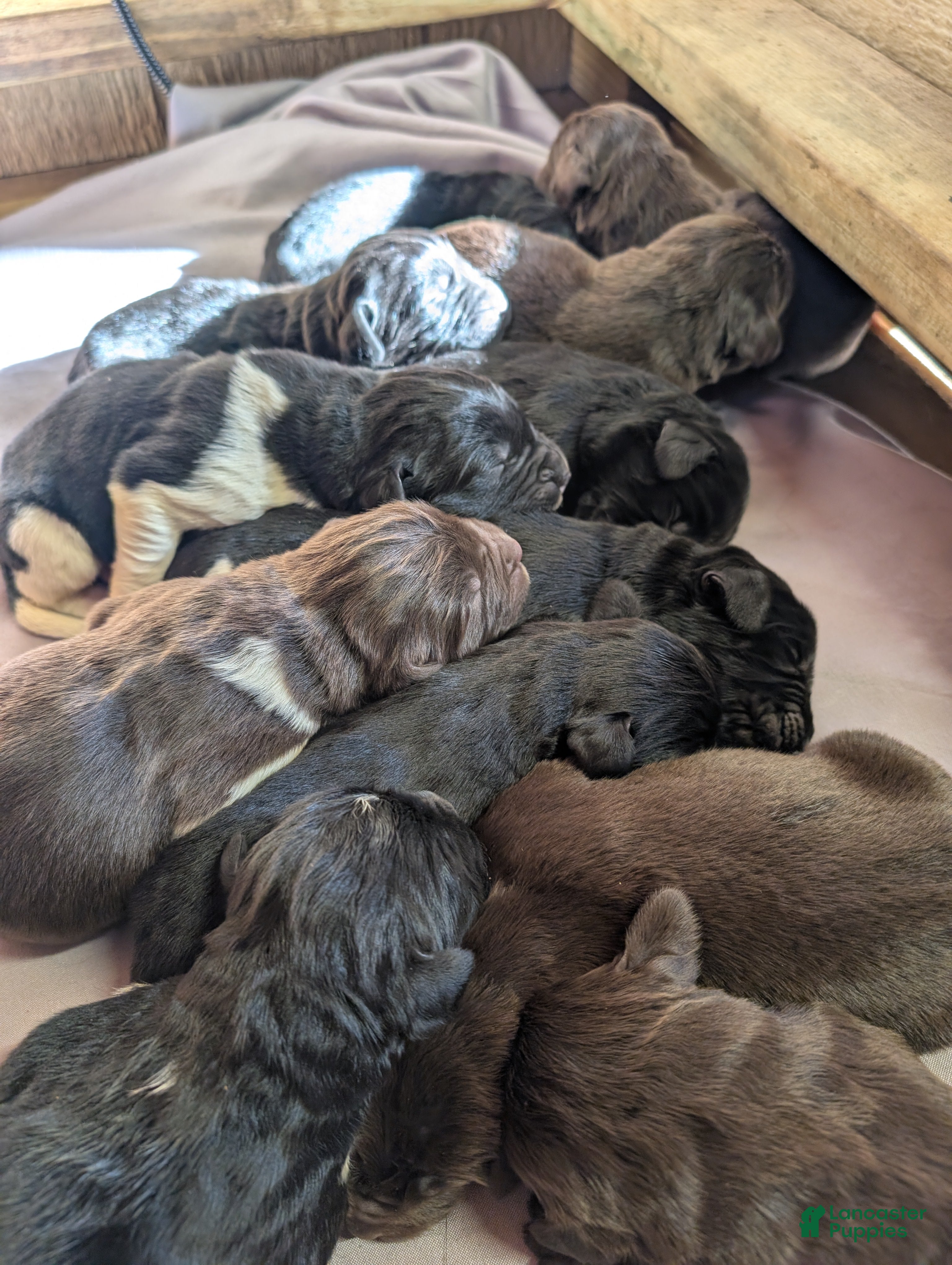 Newfoundland dogs Henson - Ad 21