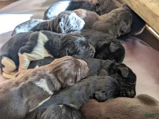 Newfoundland dogs Henson - Ad 15