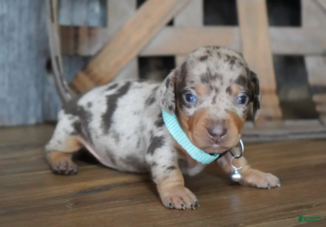 Miniature Dachshund dogs for sale: Jeremiah - Ad 2