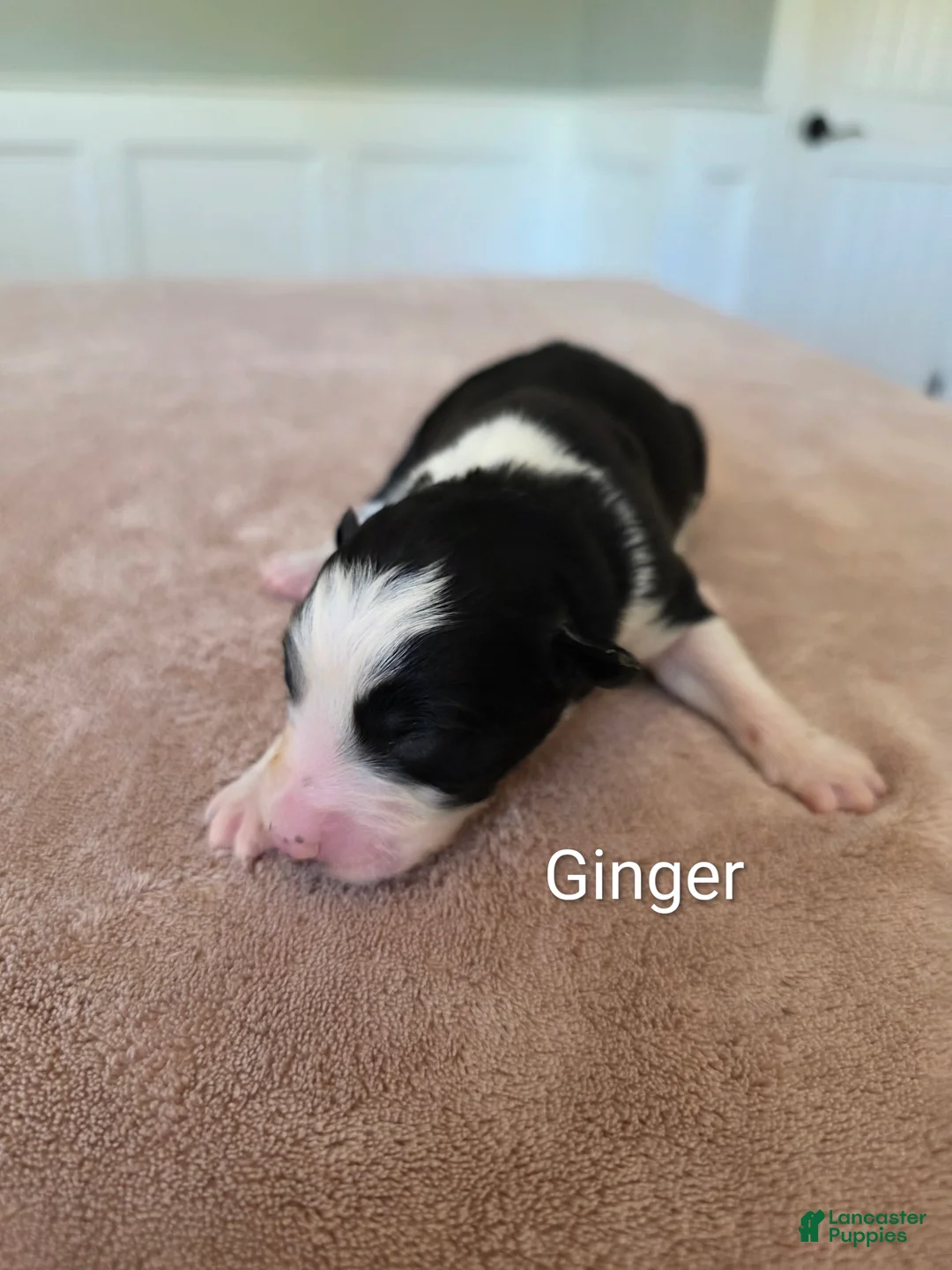 Border Collie dogs for sale: Ginger - Ad 1