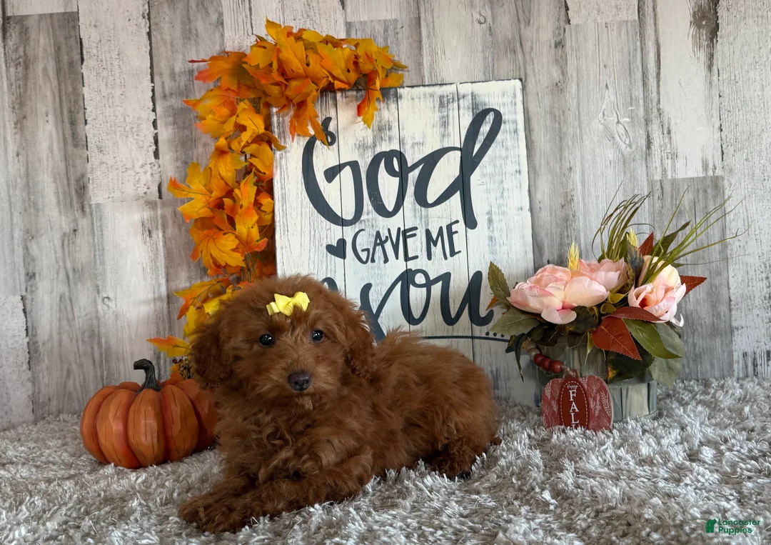 Toy Poodle dogs for sale: Polly - Ad 13