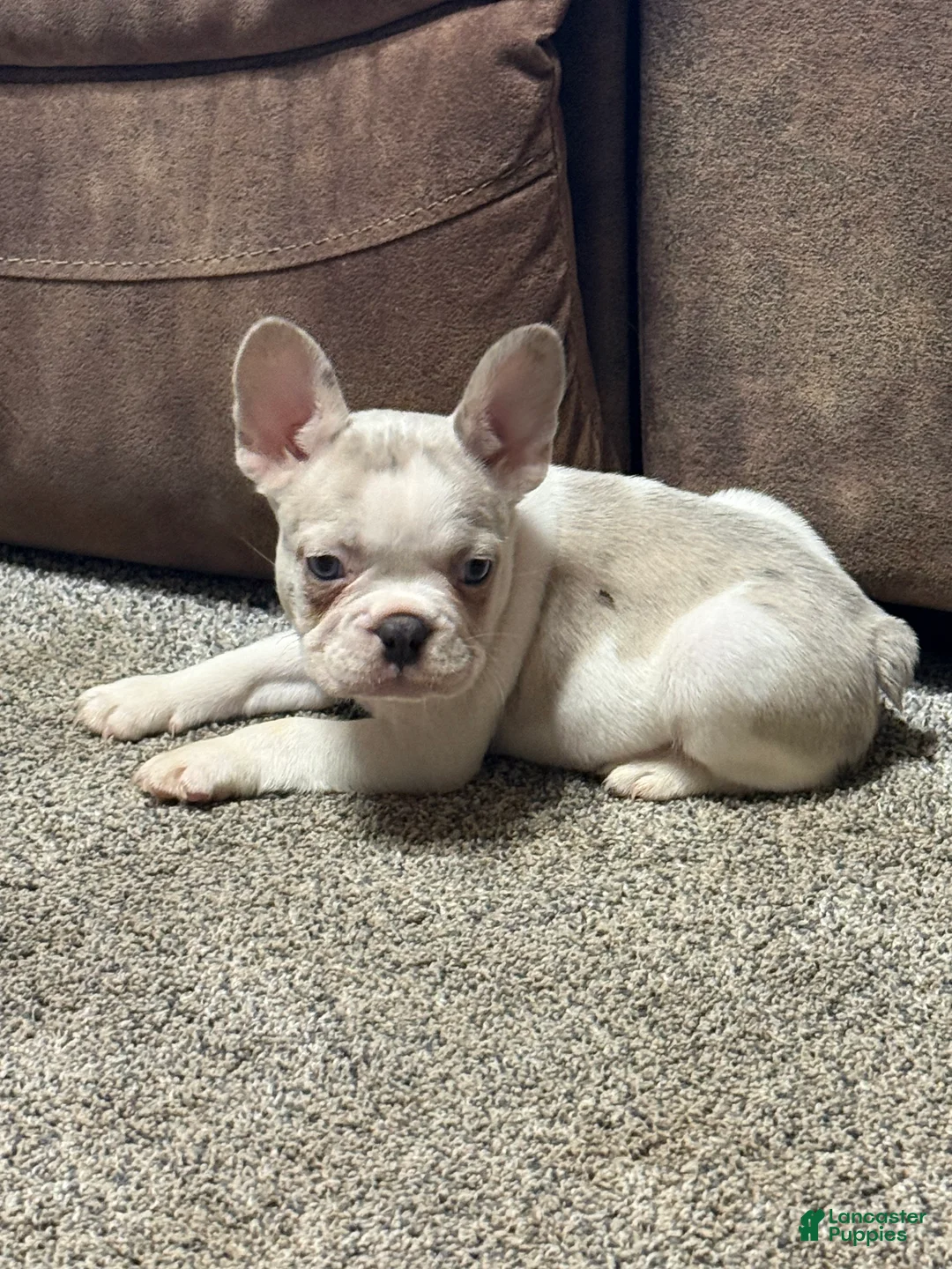 French Bulldog dogs for sale: Honey - Ad 1