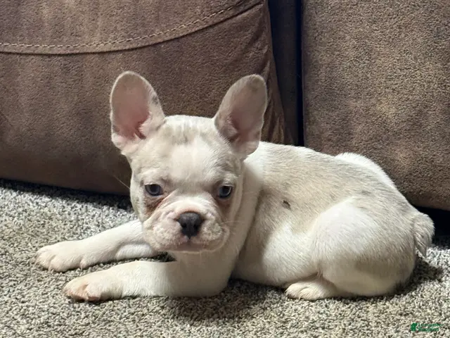 French Bulldog dogs Honey - Ad 1