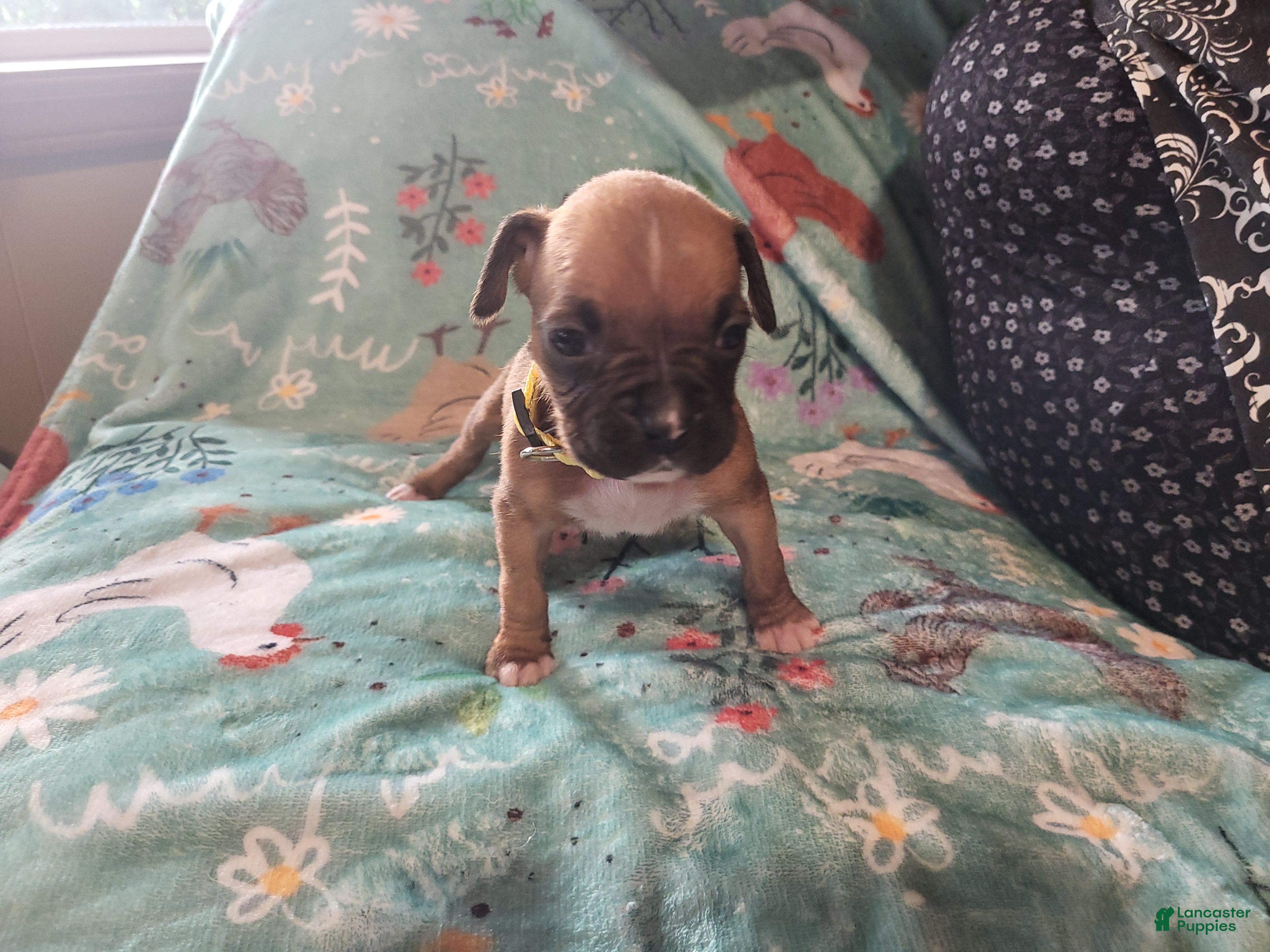 Boxer dogs Yellow Female - Ad 10