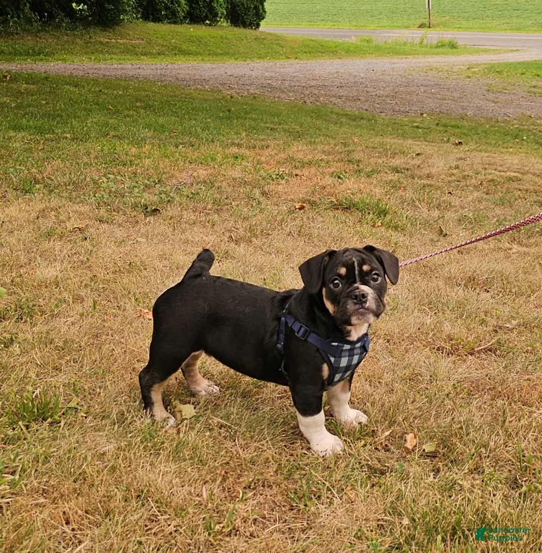 Mixed Breed dogs for sale: Capt. Jack Sparrow - Ad 2